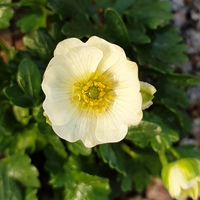 Ranunculus alpestris